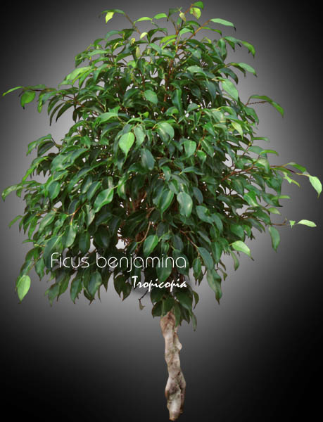 Ficus - Ficus benjamina - Figuier pleureur - Weeping fig